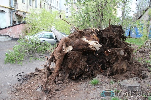 В Йошкар-Оле упавшее дерево придавило два автомобиля
