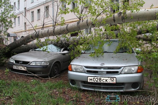 В Йошкар-Оле упавшее дерево придавило два автомобиля